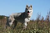 SIBERIAN HUSKY 642
